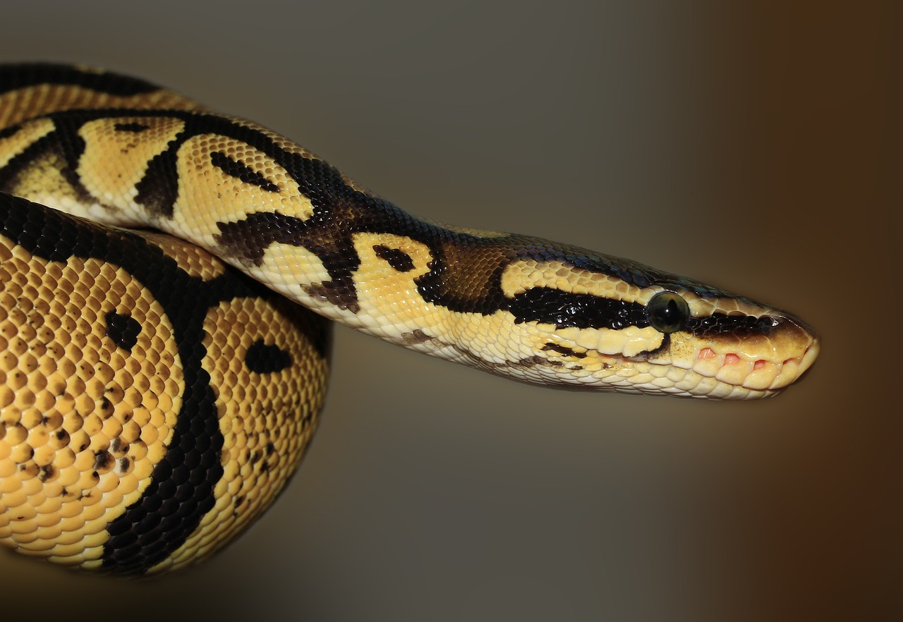 Python SEのフリーランス案件を見つけるためのポイントは？