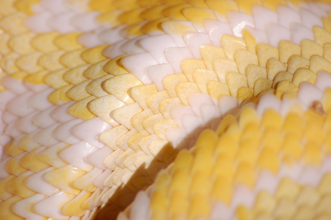 Pythonを使ったSEフリーランスの案件はどこで探せる？