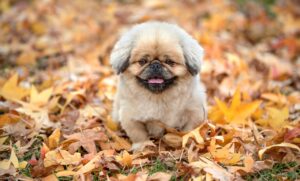 フリーランスエージェントを比較する際のポイントは？